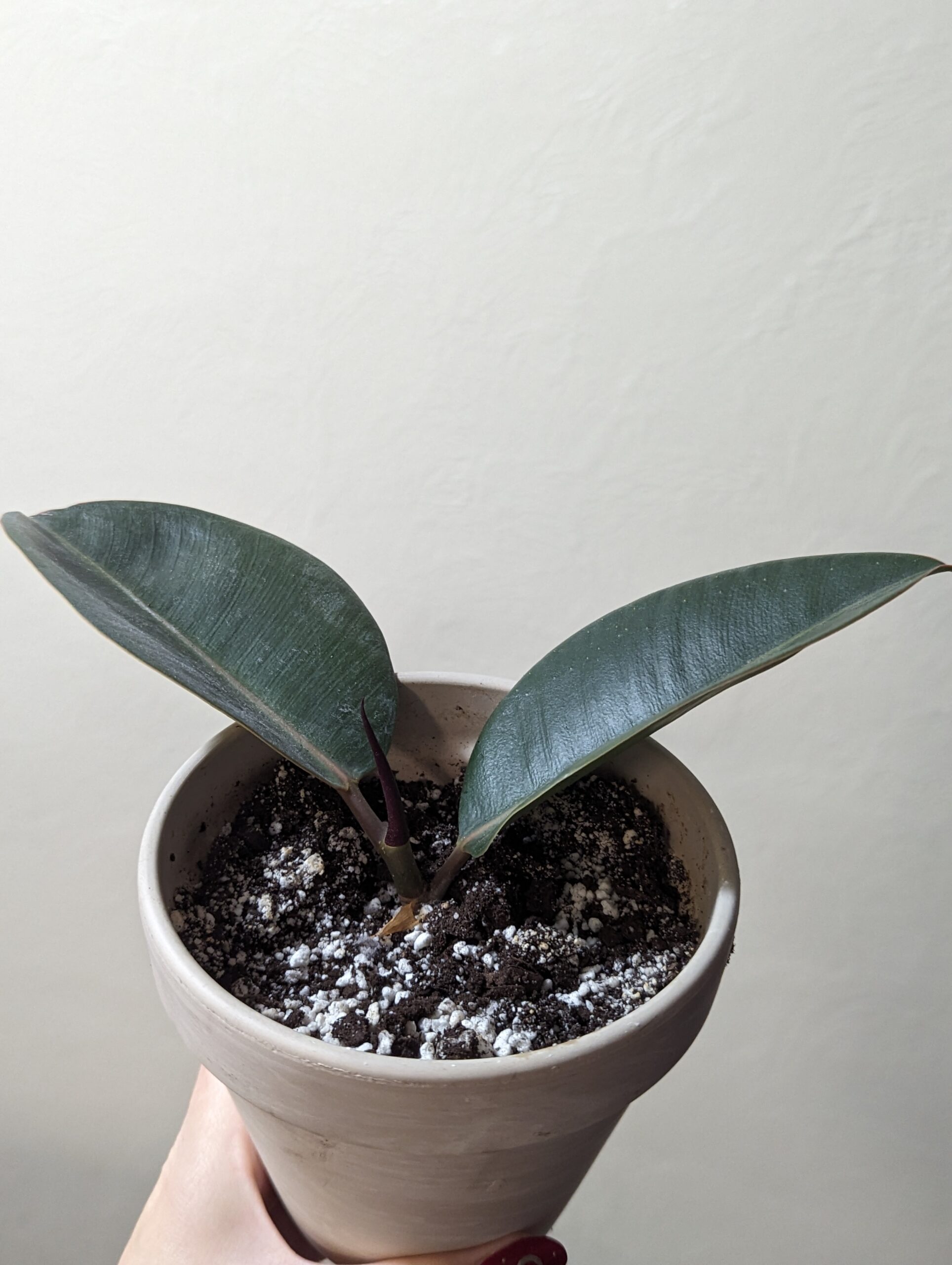 Rubber Plant Propagation Guide: Everything You Need to Know - Marie Plants
